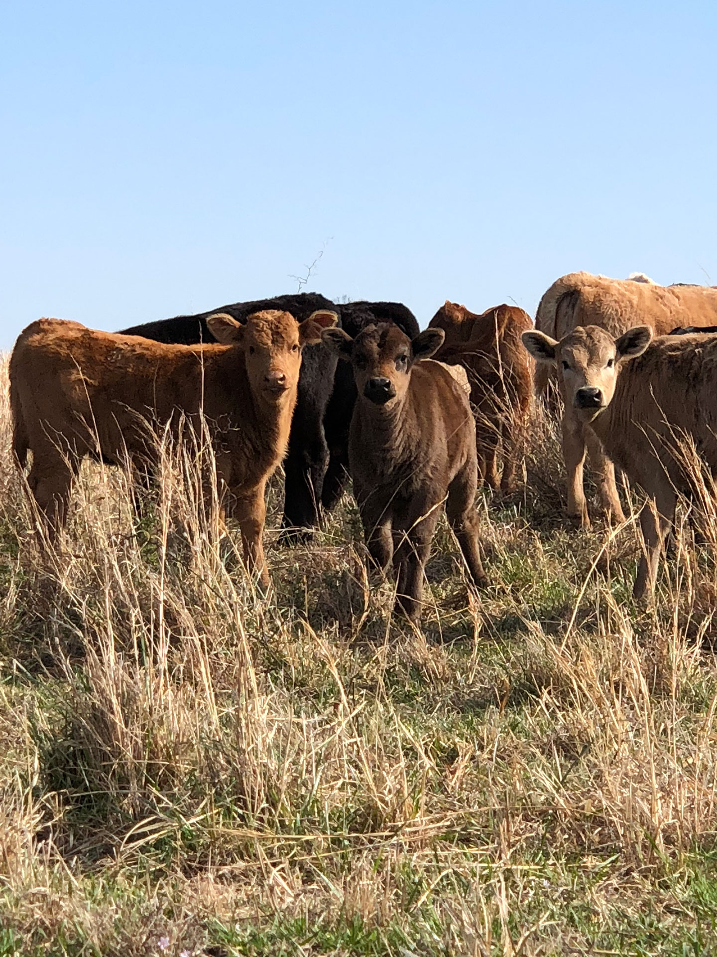 Goodsell Land & Cattle Maramec, Oklahoma